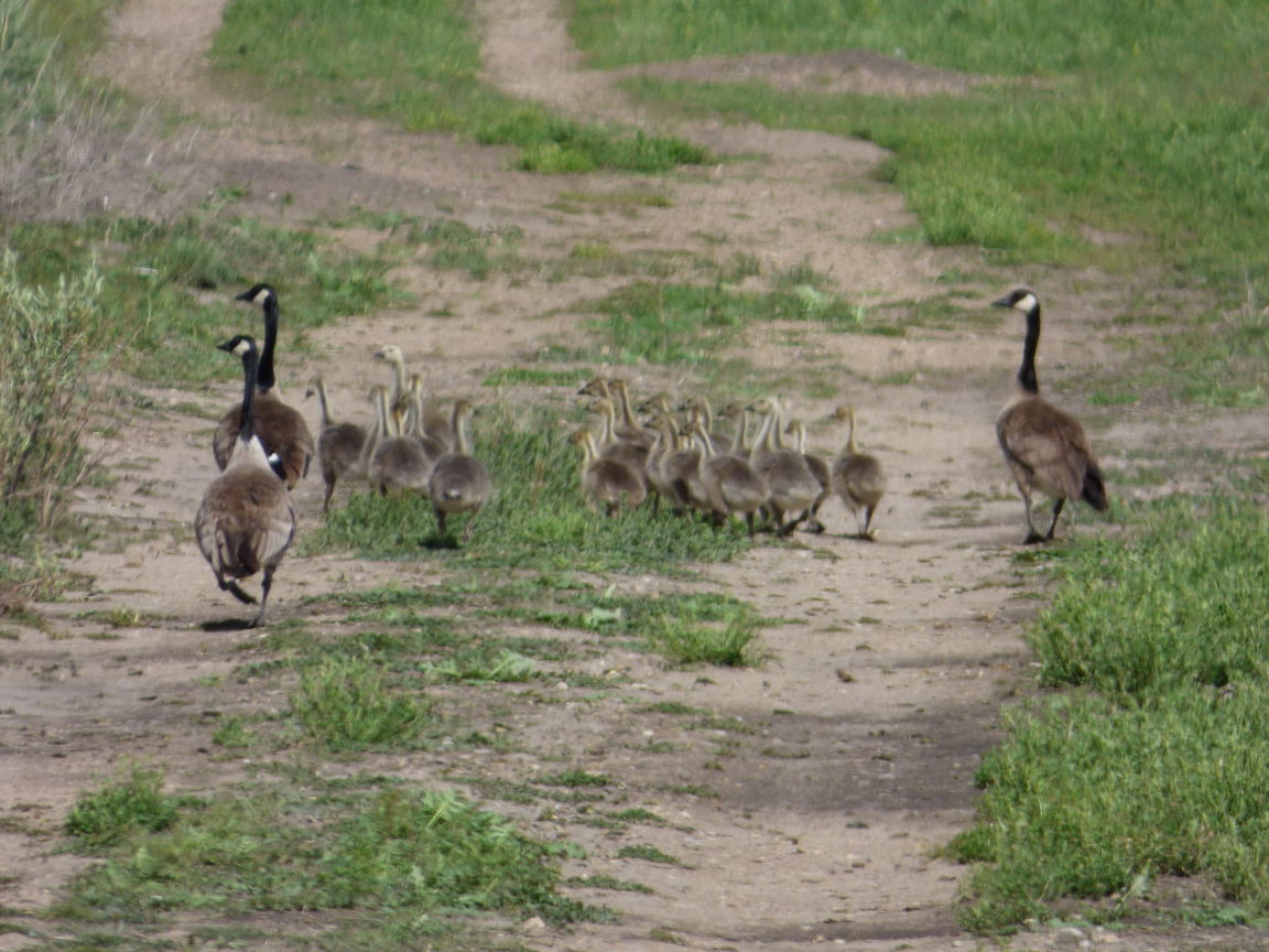 Goslings